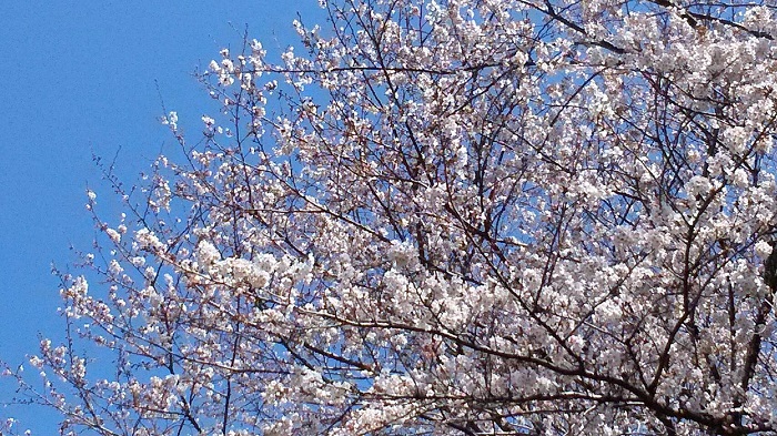 船橋のお花見スポット！長津川ふれあい広場（調整池）の桜を見てきました、満開は3月末頃？ 船橋つうしん 千葉県船橋市の地域情報ブログ